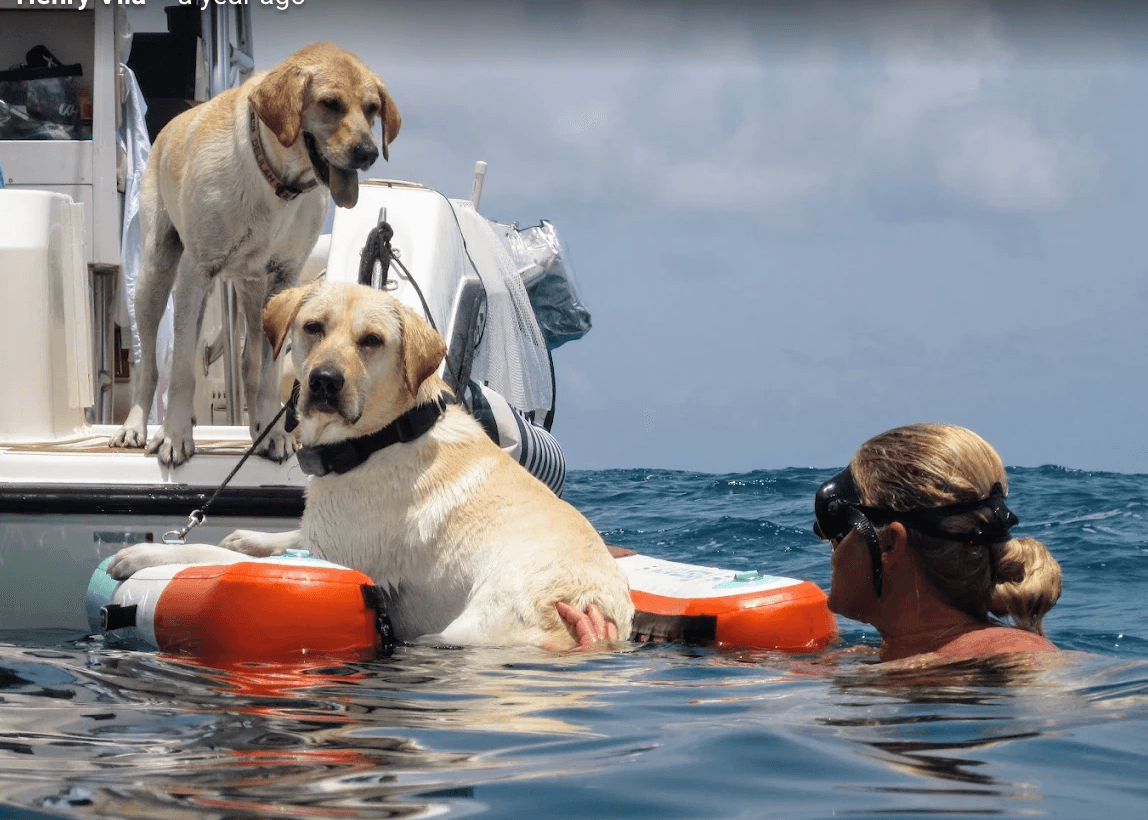 Dolphin Eco Tour (3hr)