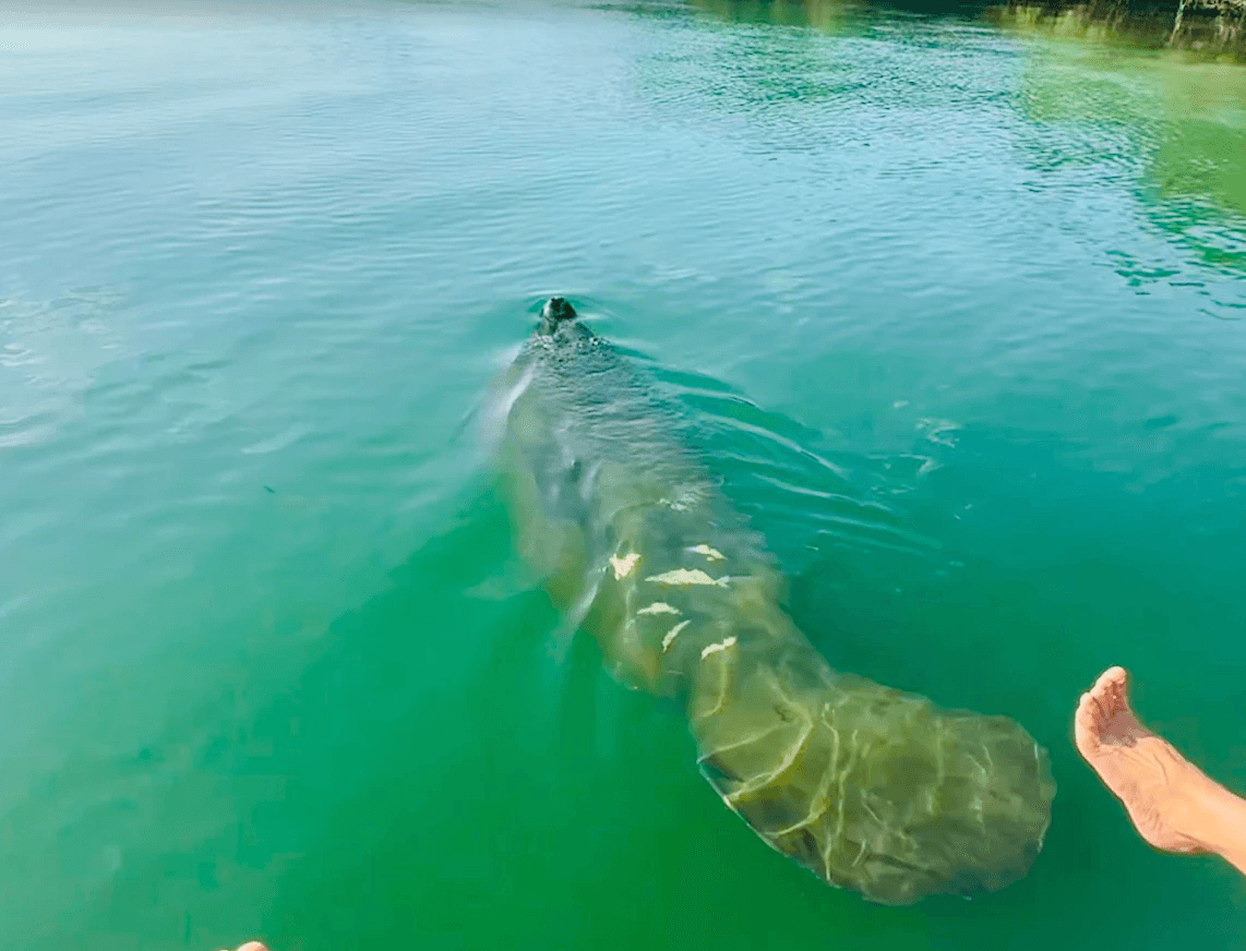 Dolphin Eco Tour(2hr)